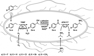 anie201510028-fig-0001